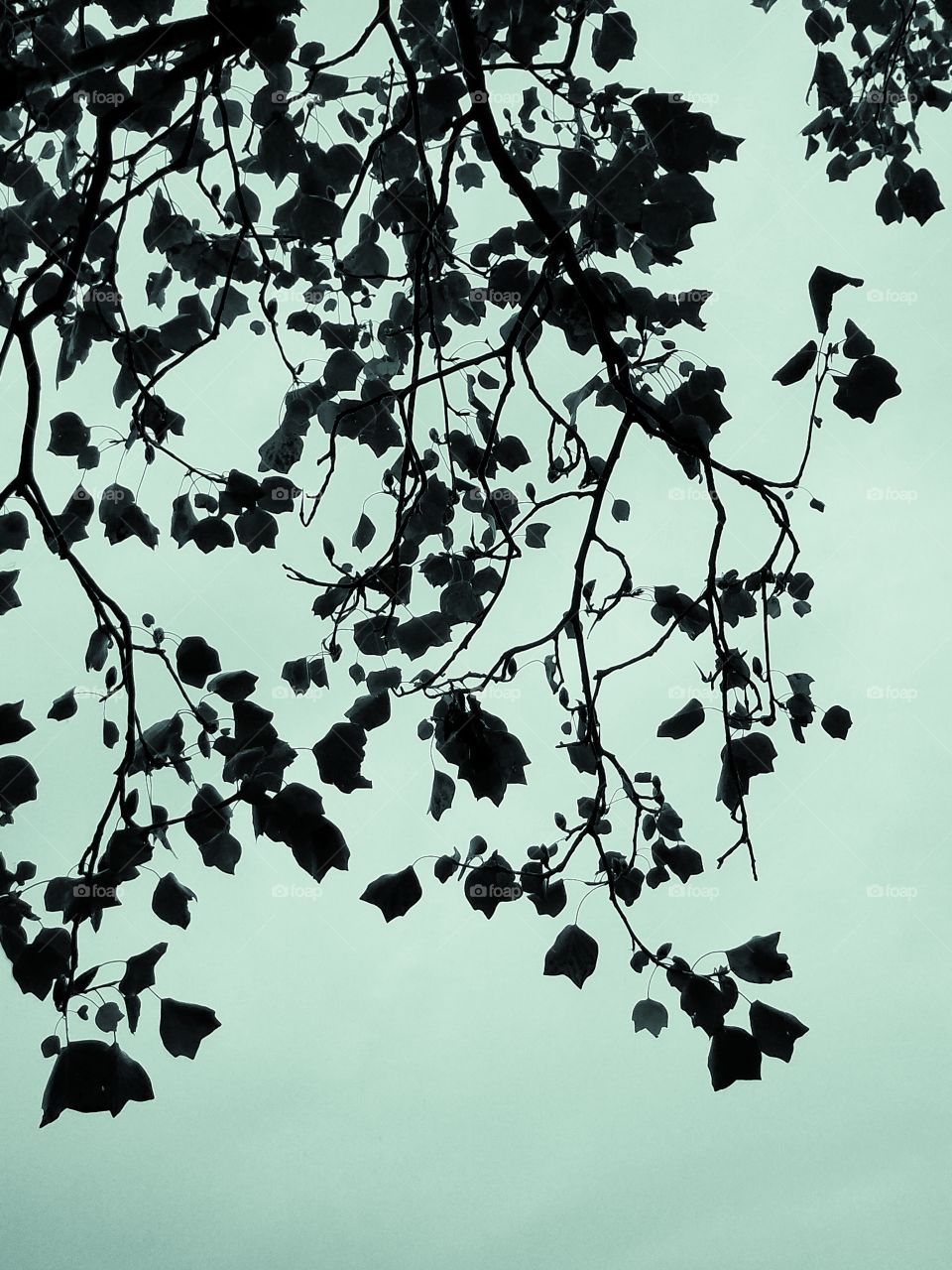 silhouette: leaves against the sky