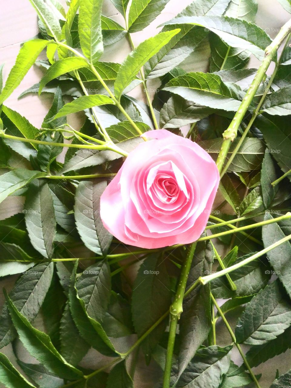 pink rose  is the beauty of nature