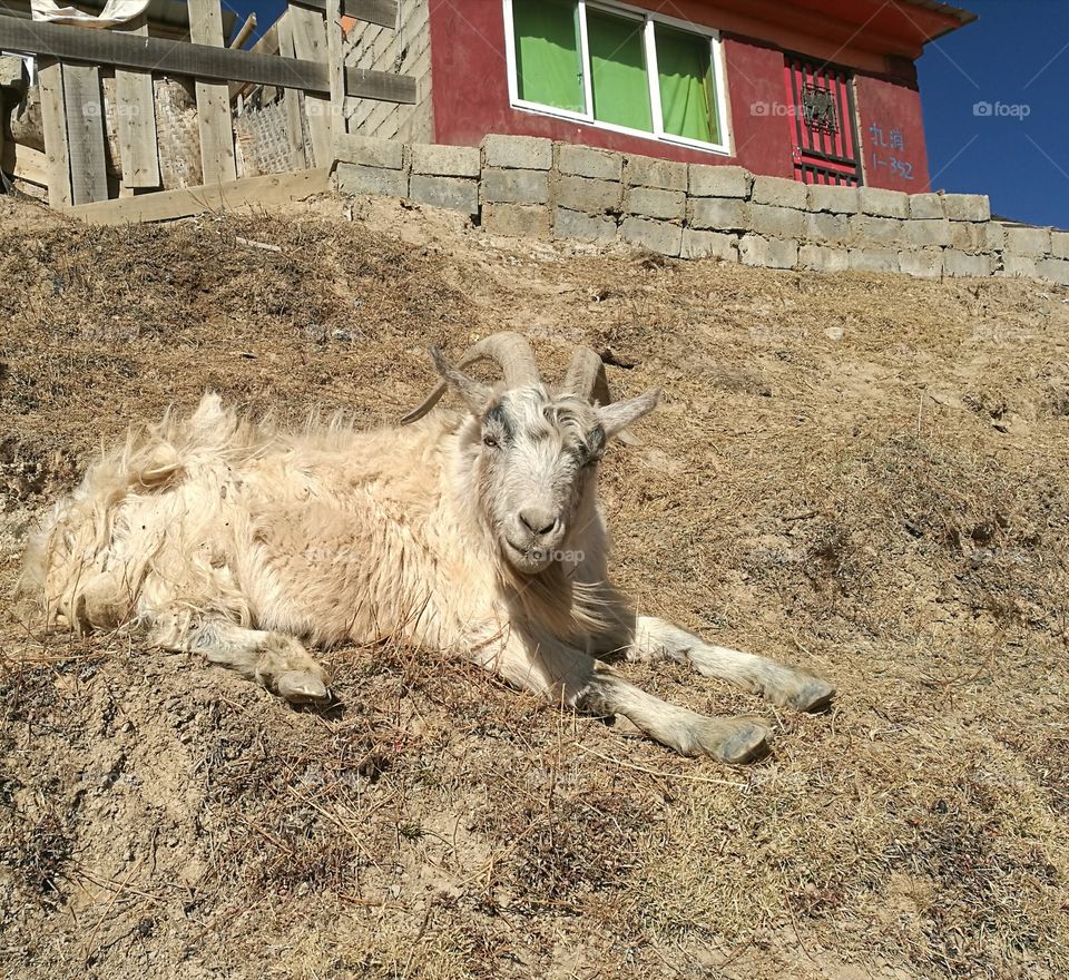 Mountain Goat atYaqing Tibetan Buddhist Monastery for Nuns

Buddhism School and Monastery in Ganzi, Sichuan Province, China.