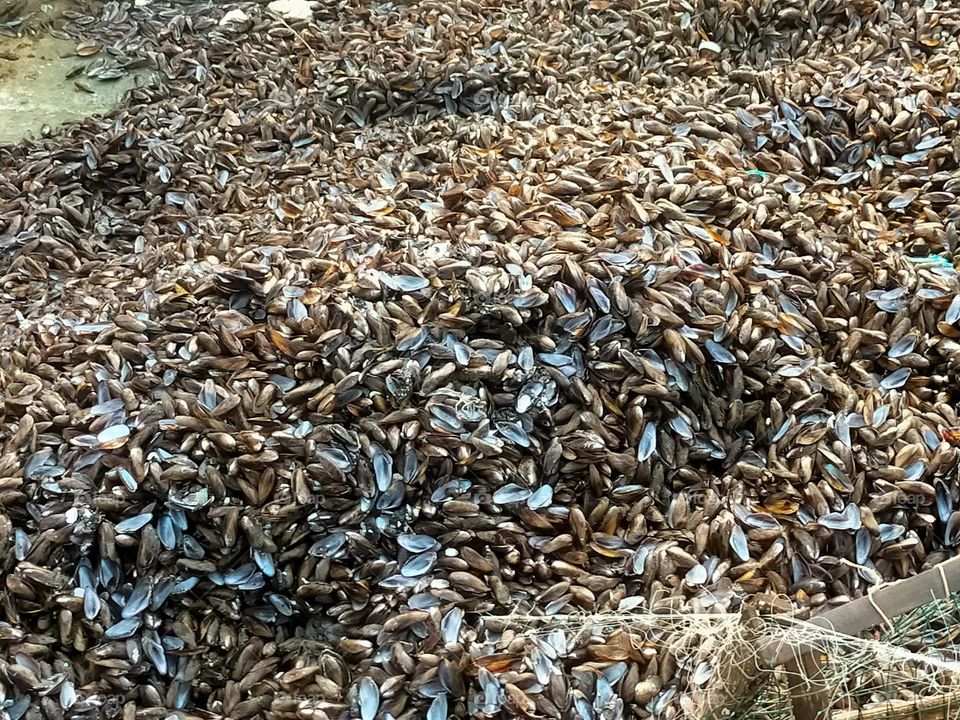 Pile of shells