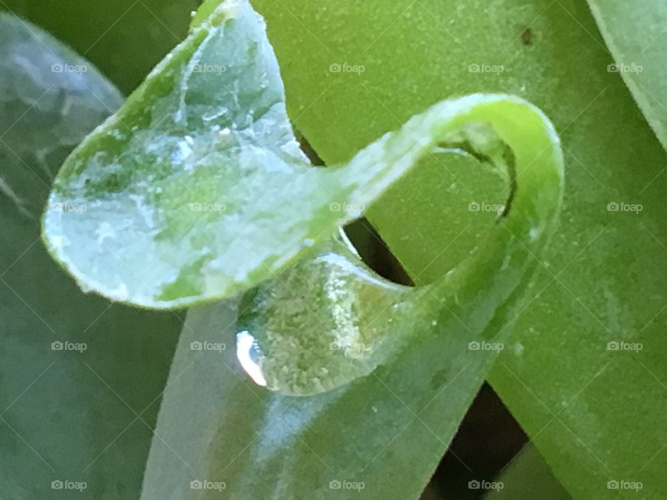 Drop of water 