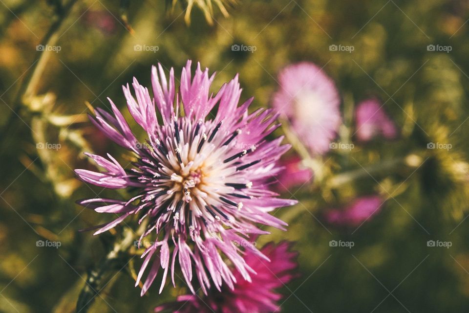 closeup flower