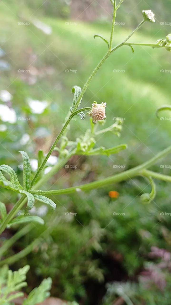 micro flower photo