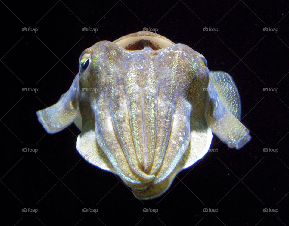 face fish aquarium squid by hiro