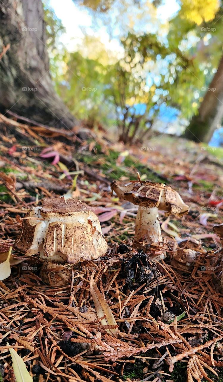 two brown and white mushrooms almost camouflaged in their environment on a small hill in Oregon in Autumn