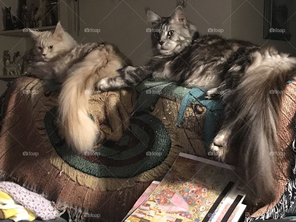 MaineCoons , Falcon And Frisco 