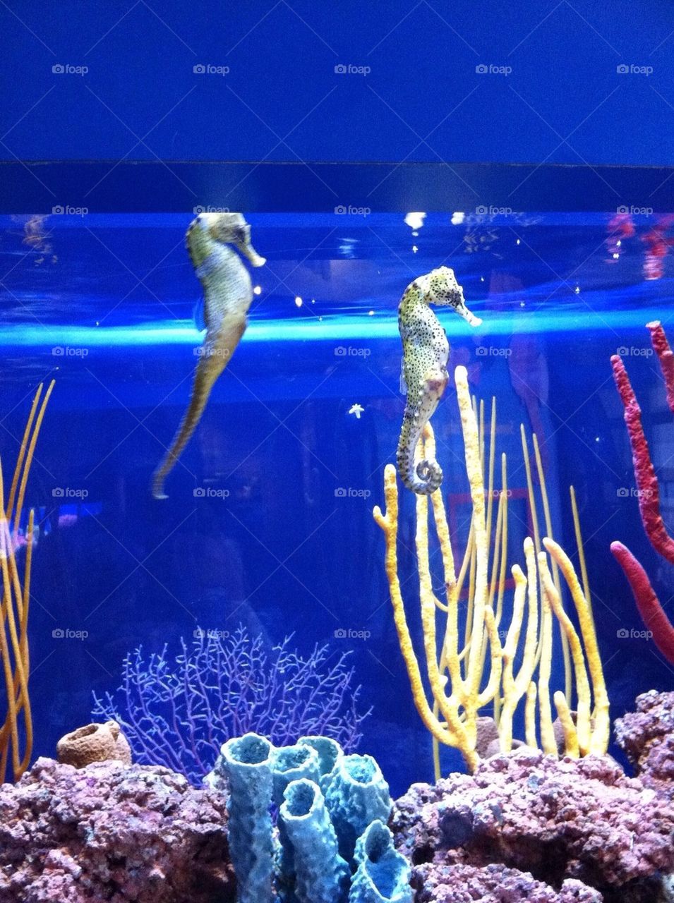 Sea horses