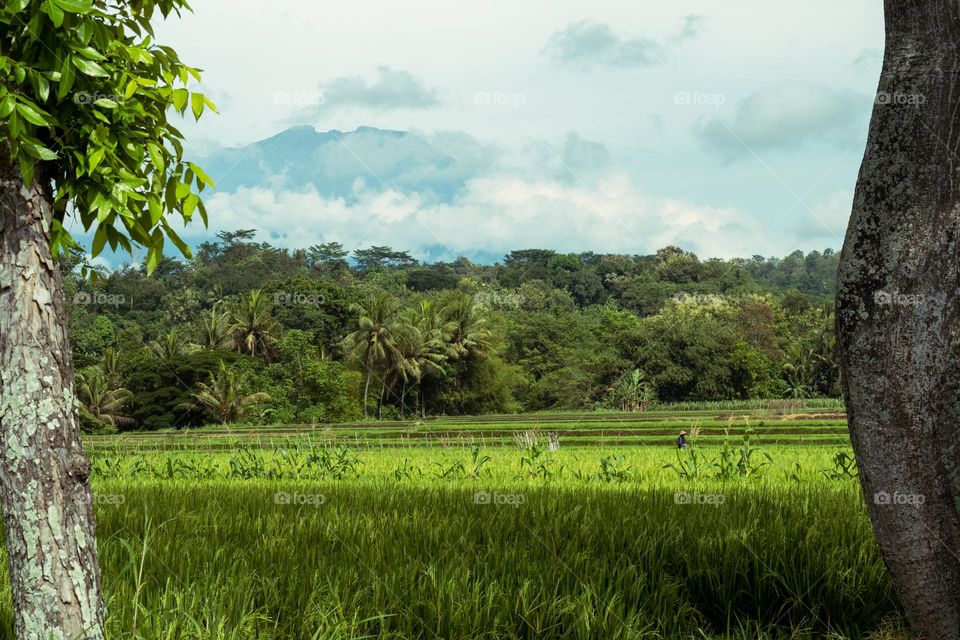 find a natural frame on the edge of the rice field
