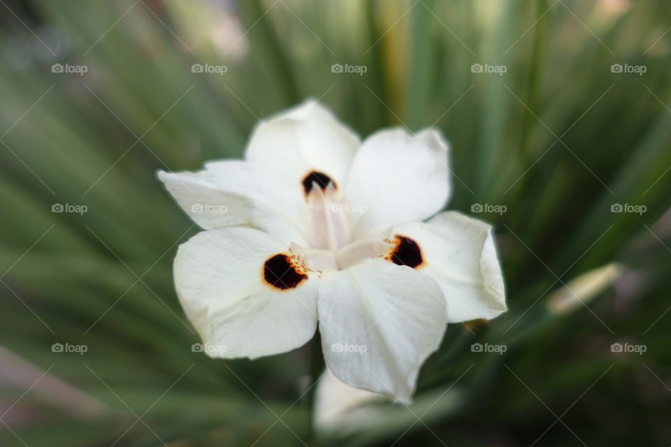White flower