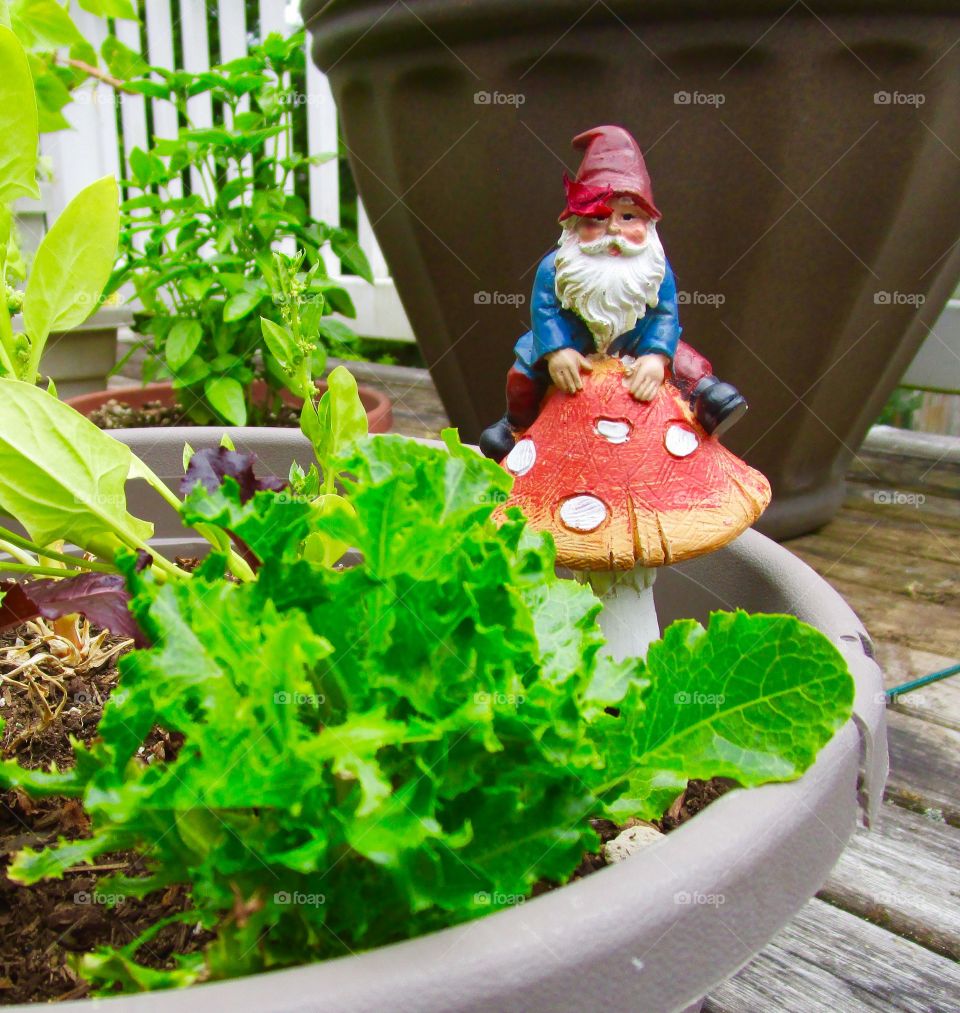 Garden gnome in my moms plants 