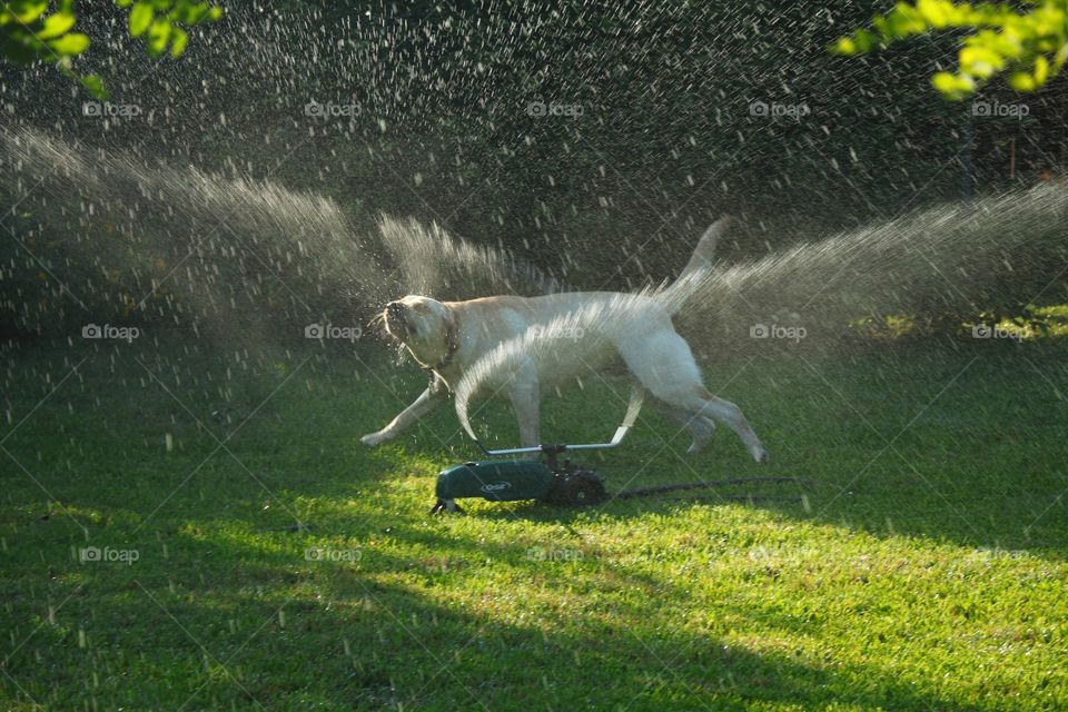 Lab Playing in the Sprinkler 