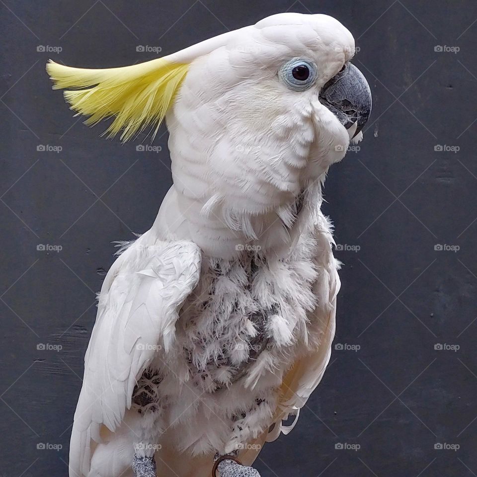 40 year old parrot, feathers start to fall out