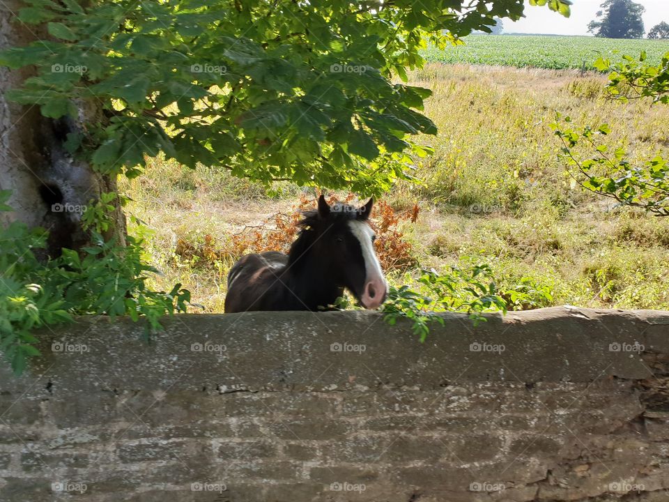horse in a field looking over stone wall