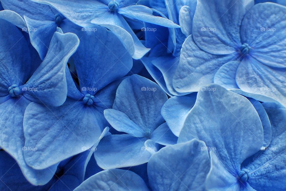 Hydrangea 