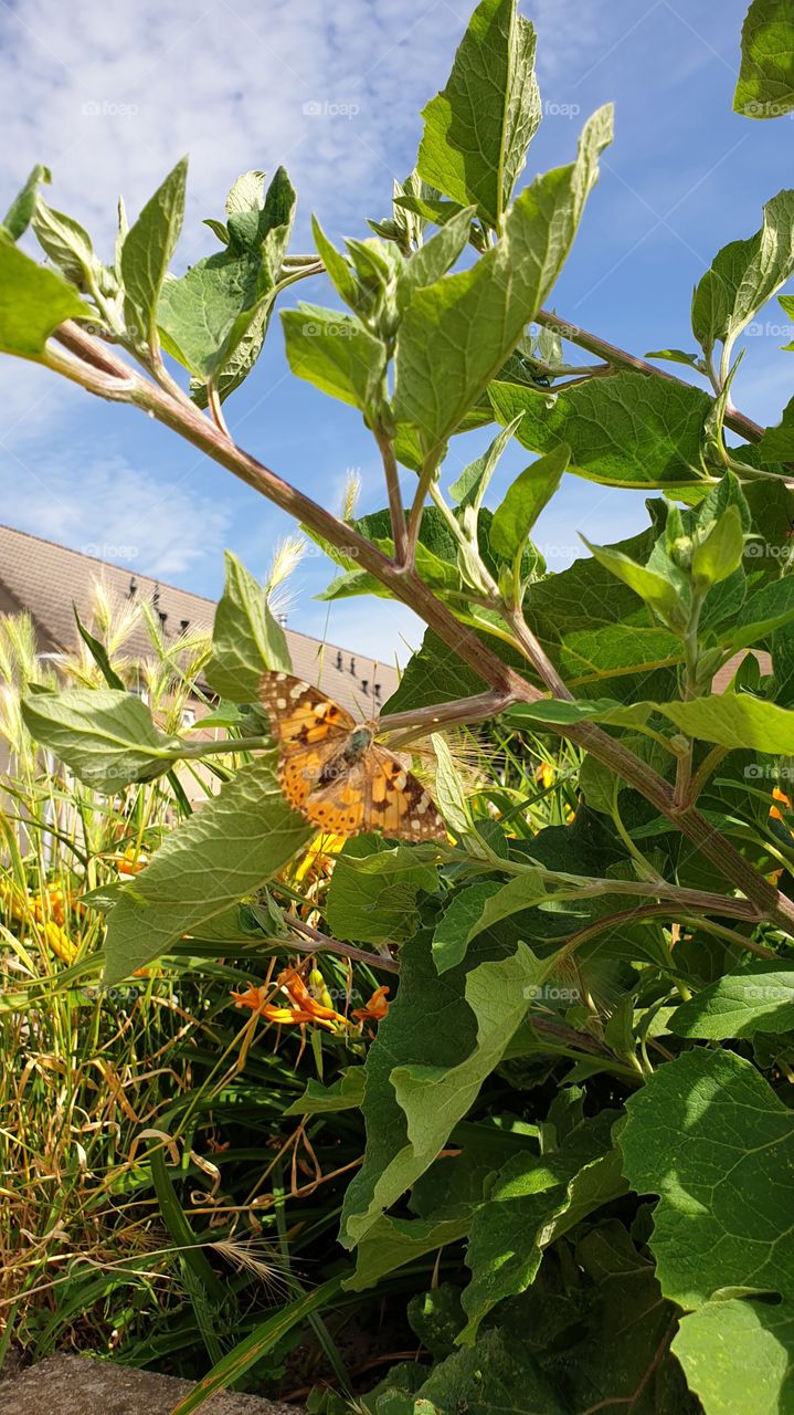 butterfly with wings open