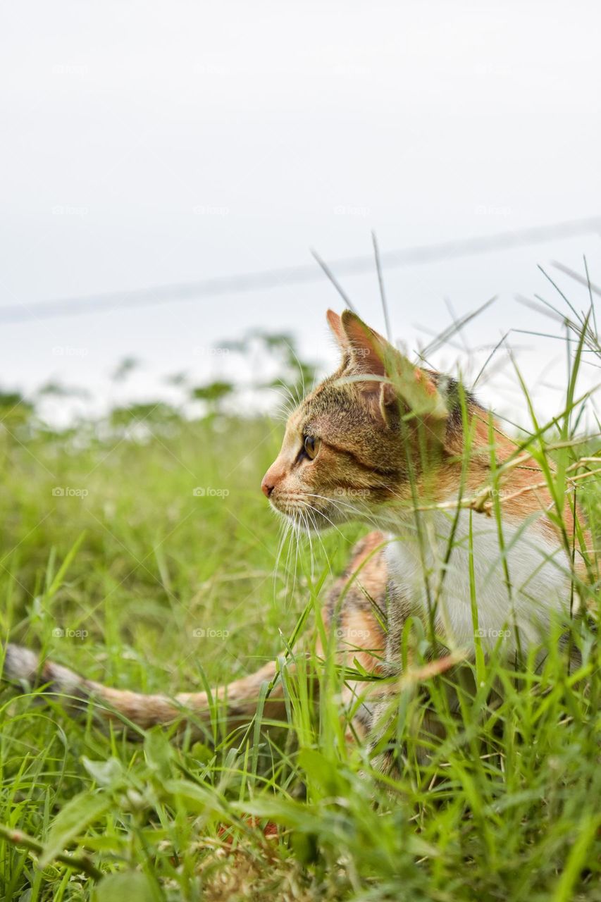 cat looking fo something