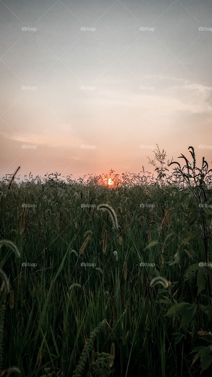 Sunset in a field