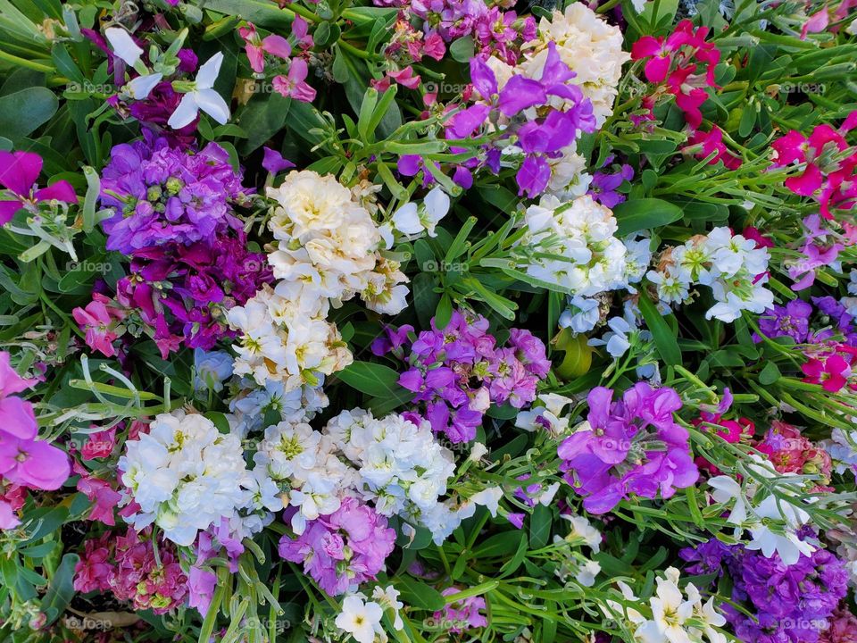 Colorful Beauty of Flowers