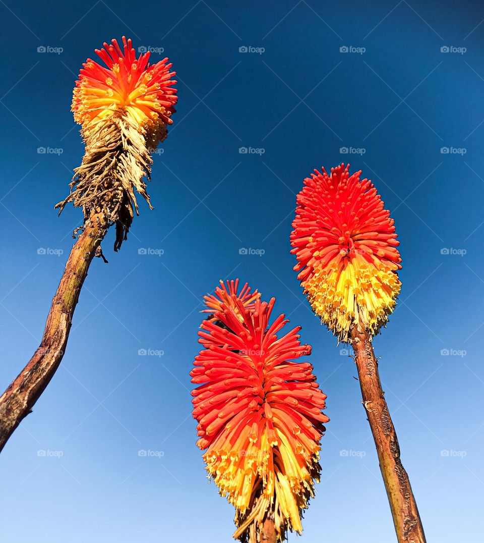 Yellow and orange Red Hot Poker flowers on tall stems against a bright blue sky