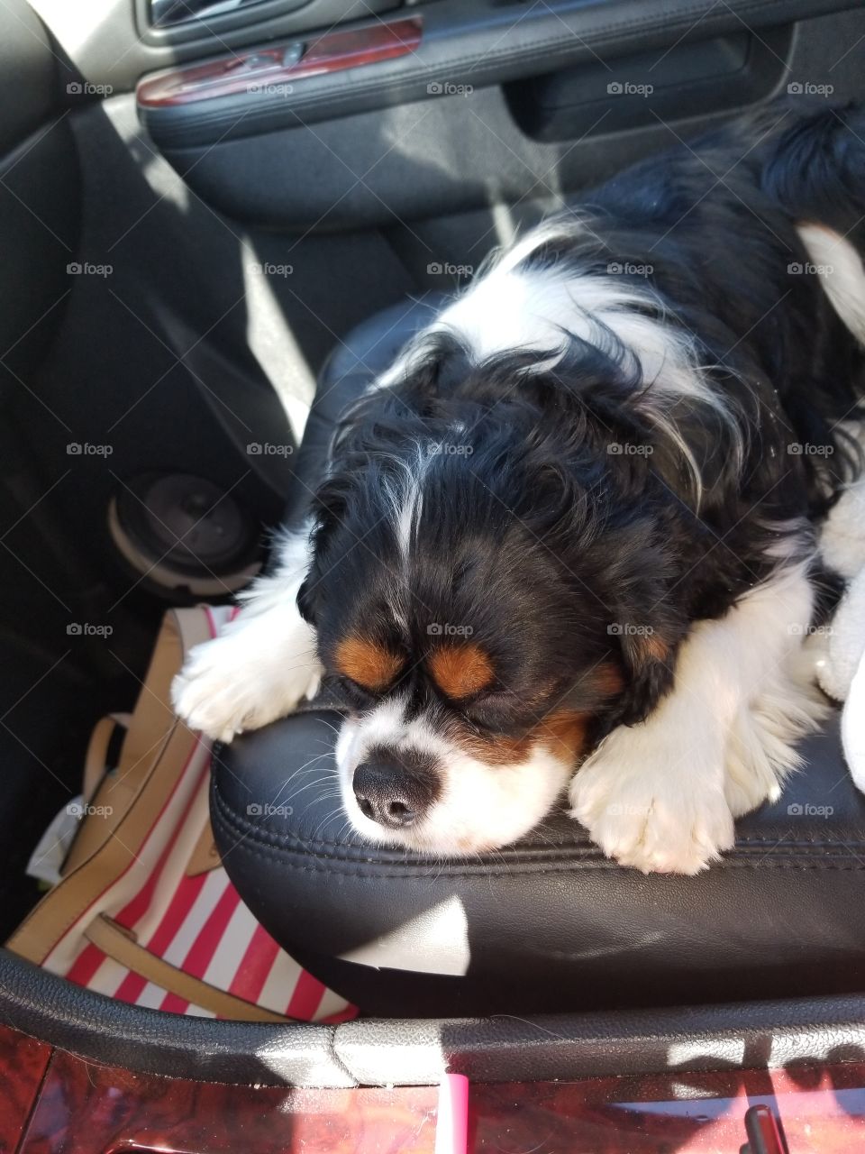 Puppy in car