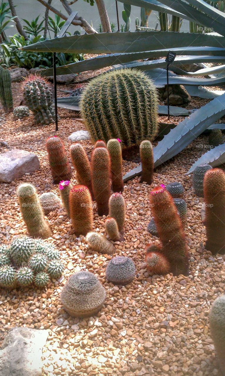 cactus