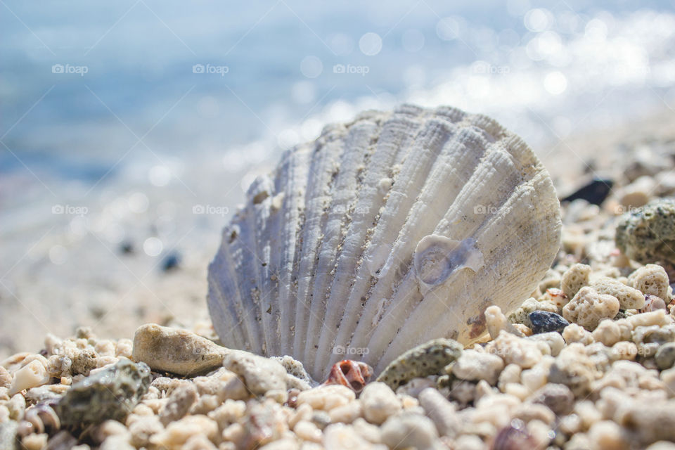 Sea shell on beach