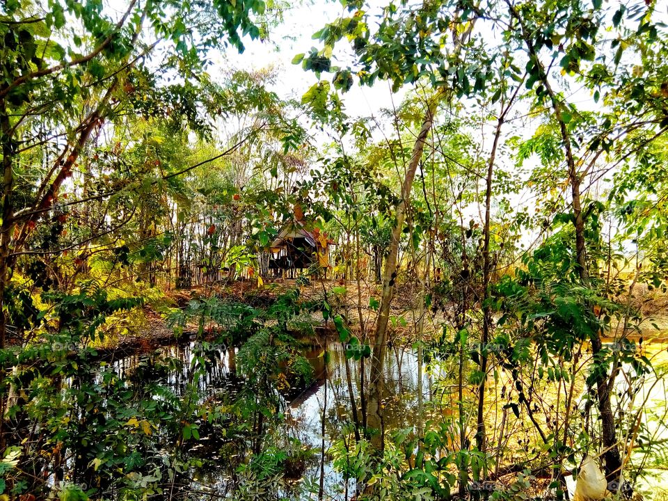 Tree, Forest, water, Nature