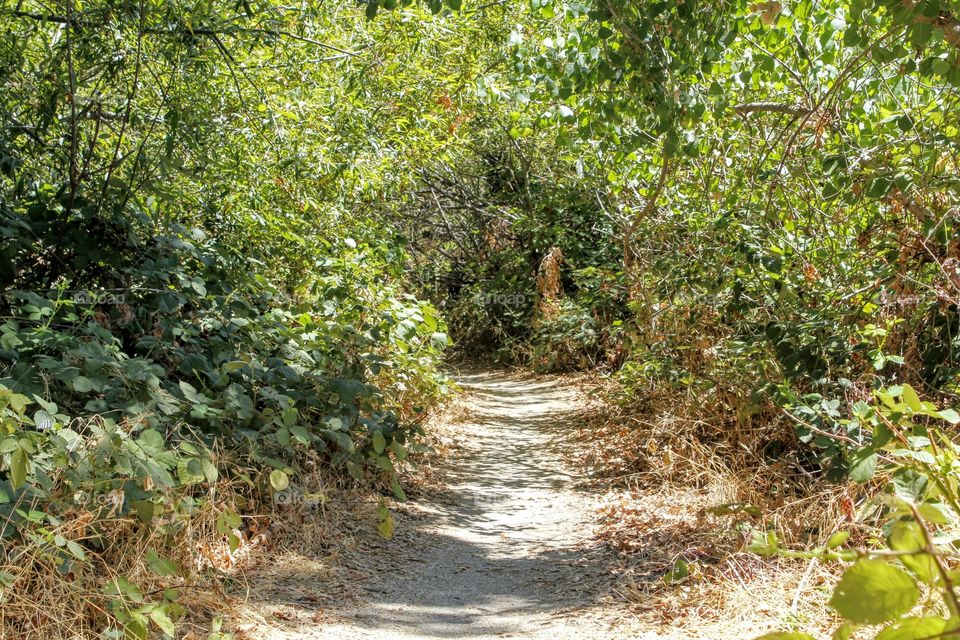 Endless Summer hiking trail