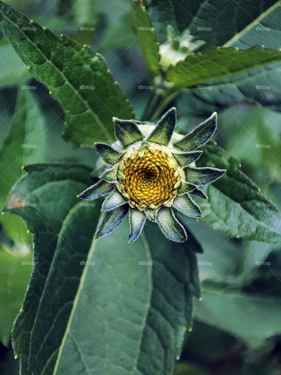 Macro photo of summer plants