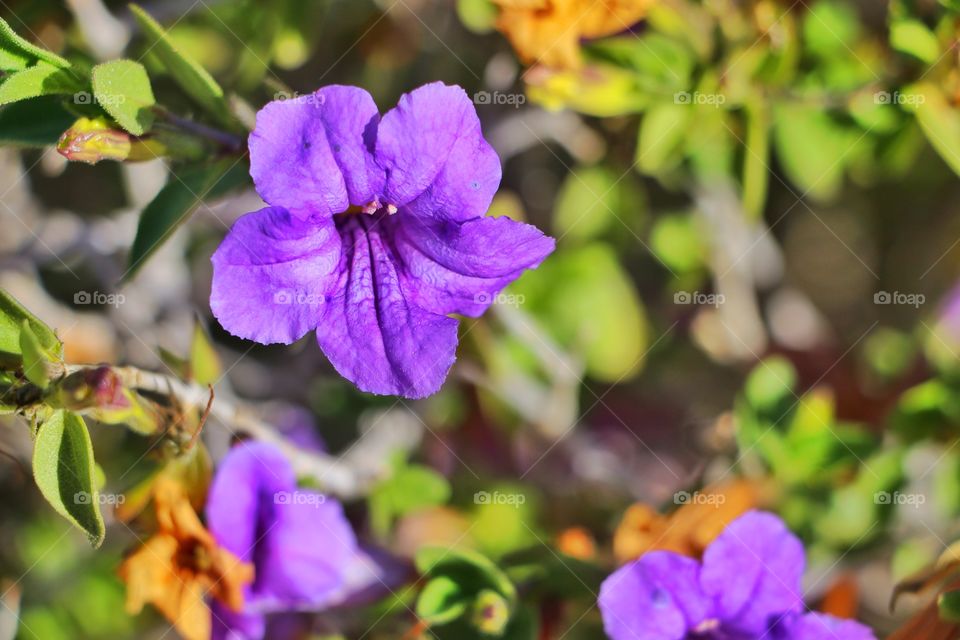 Purple Flowers during spring