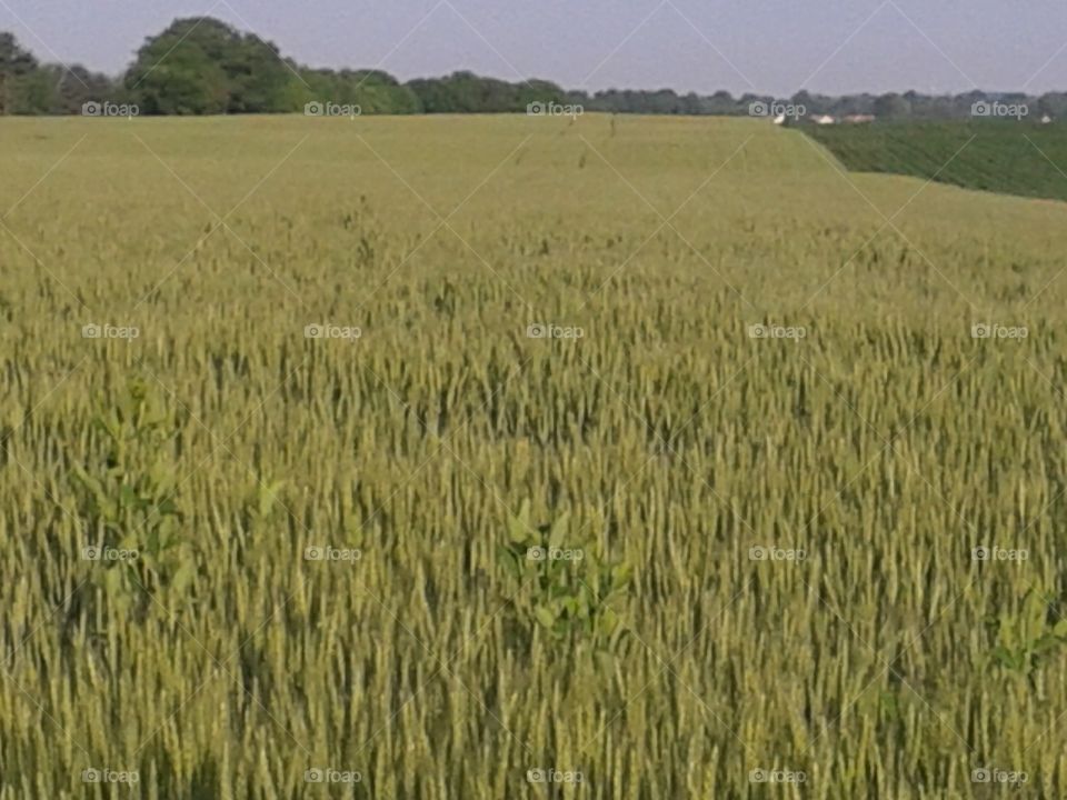 wheat field. stretching out and loving the green