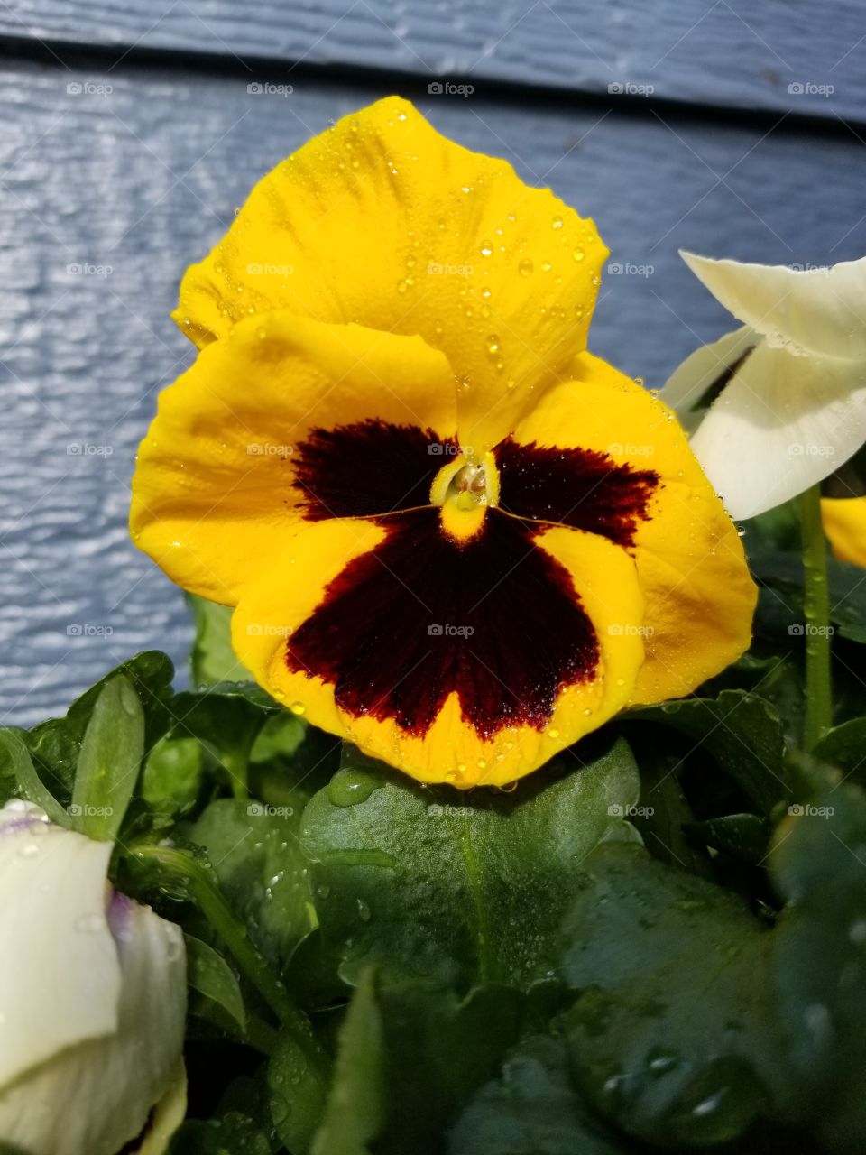 Flower, Leaf, Nature, No Person, Flora