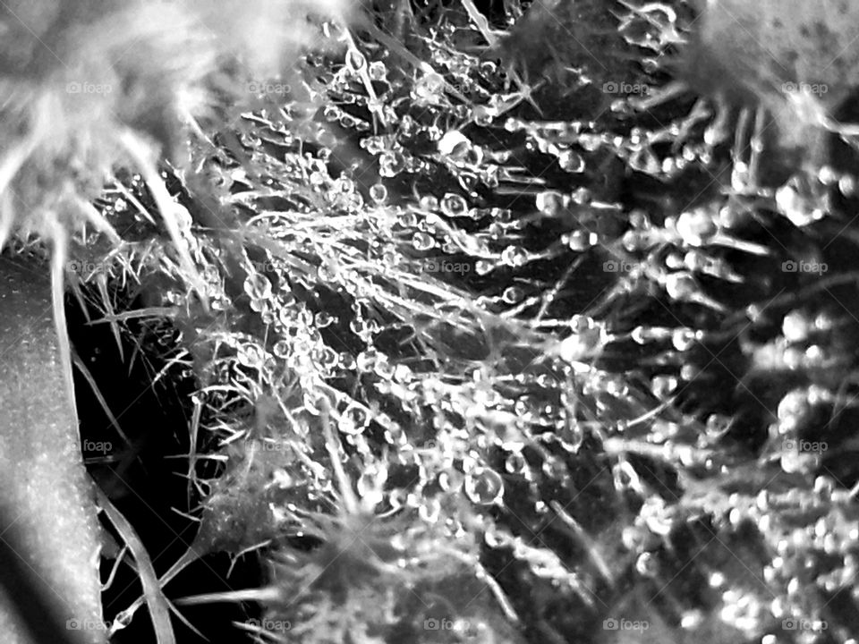 dew on the weeds
