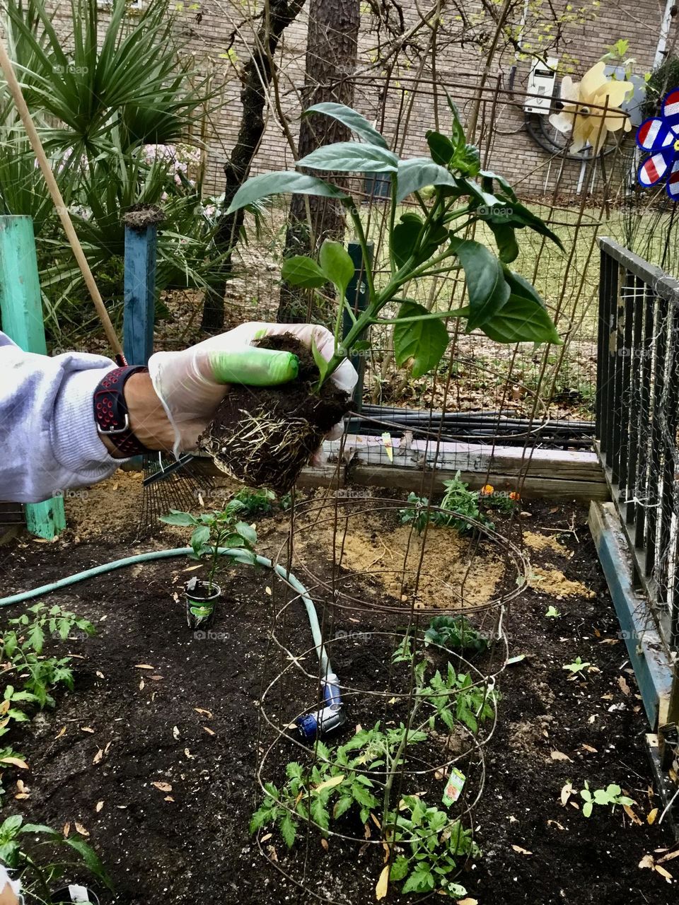 Plants around us - Green thumb gardening - a man with a green thumb prepares to plant a vegetable plant