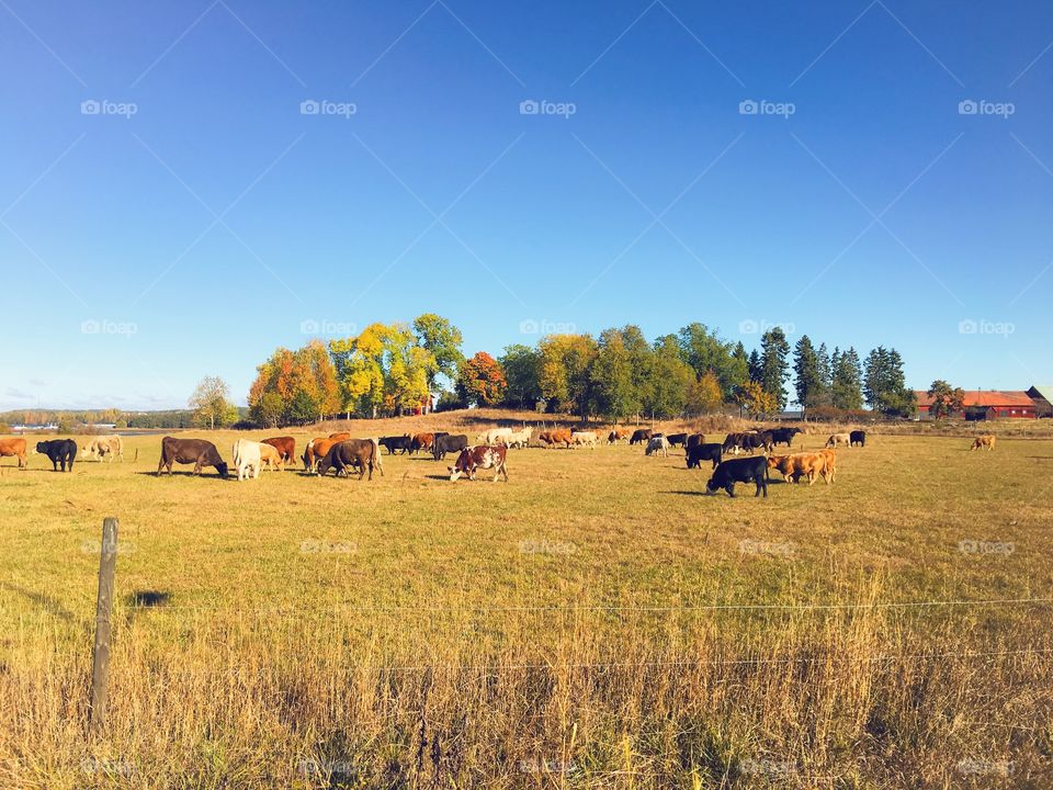 Cows eating on the grassy land