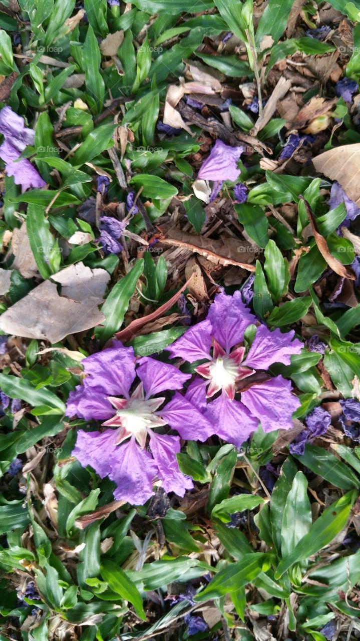 flowers and leaves on grass