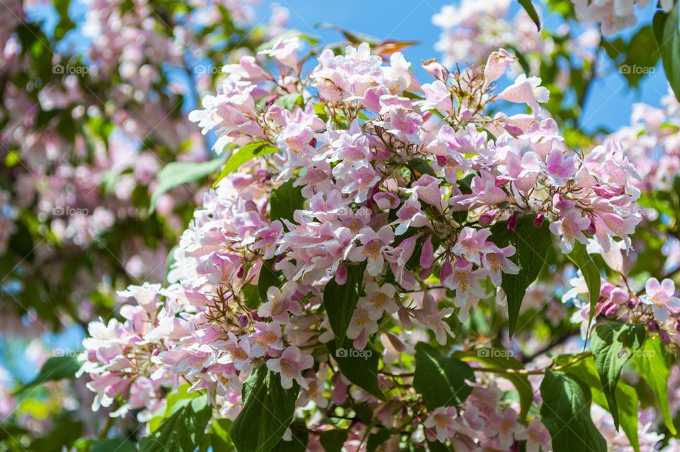 Kolkvitsia is a beautiful ornamental shrub.