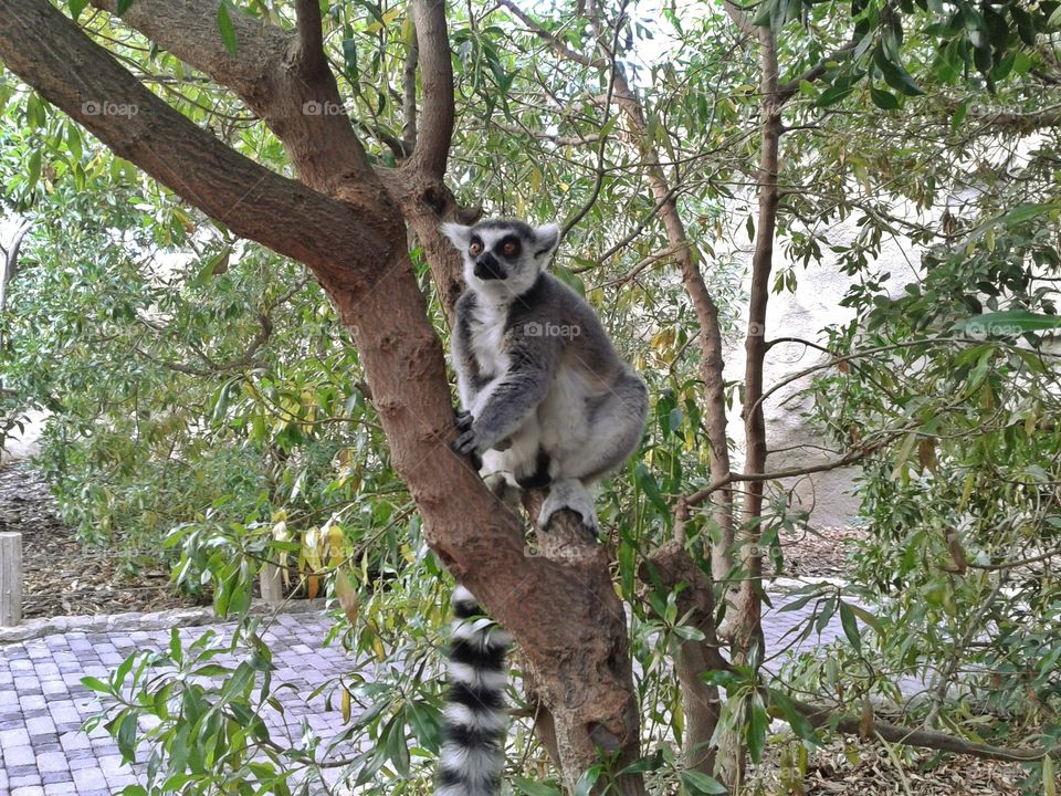 Lemur sitting on tree trunk