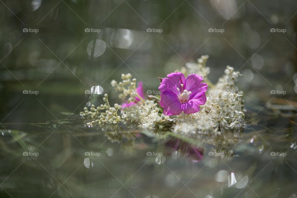 Purple flower on water