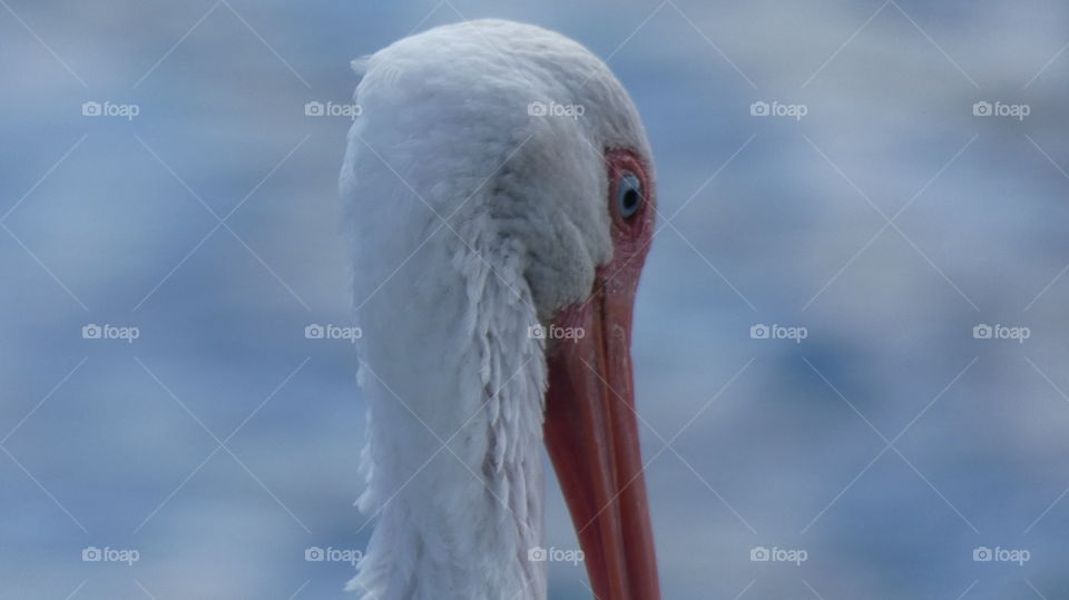 ibis