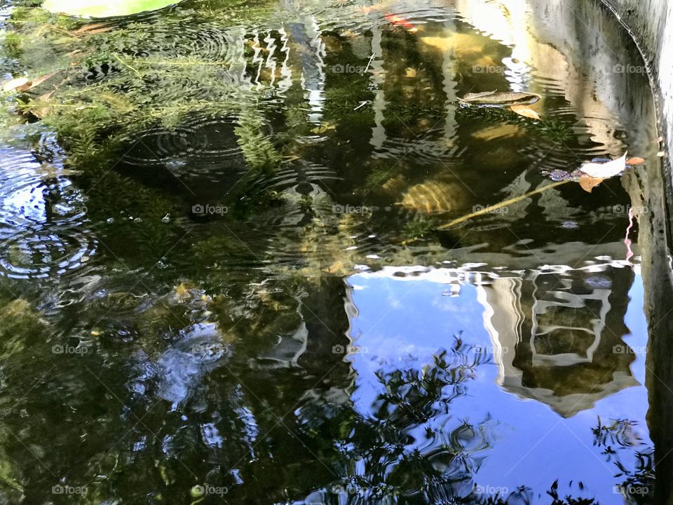 Reflection of a house in a pond