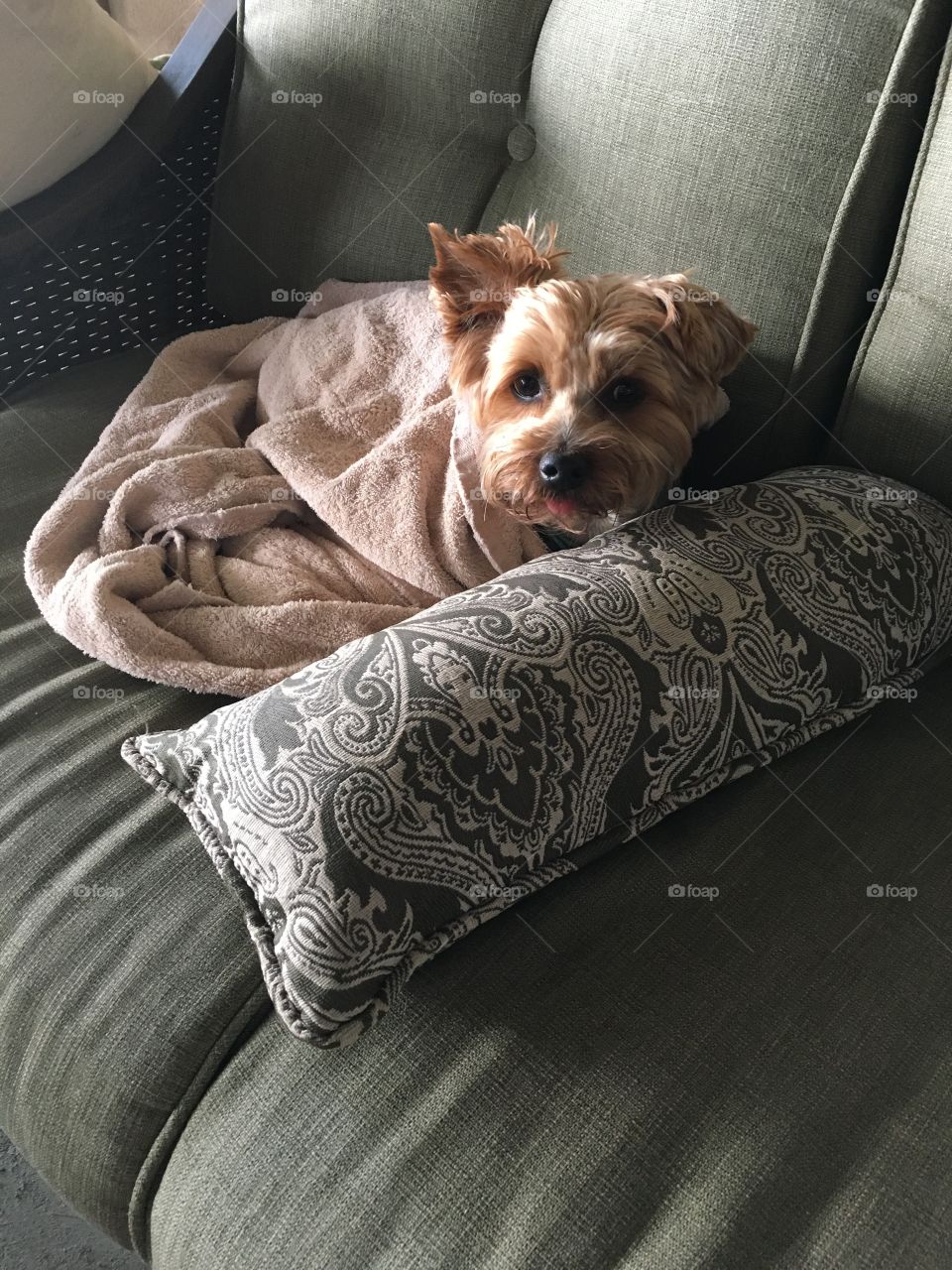 Yorkie relaxing in blanket
