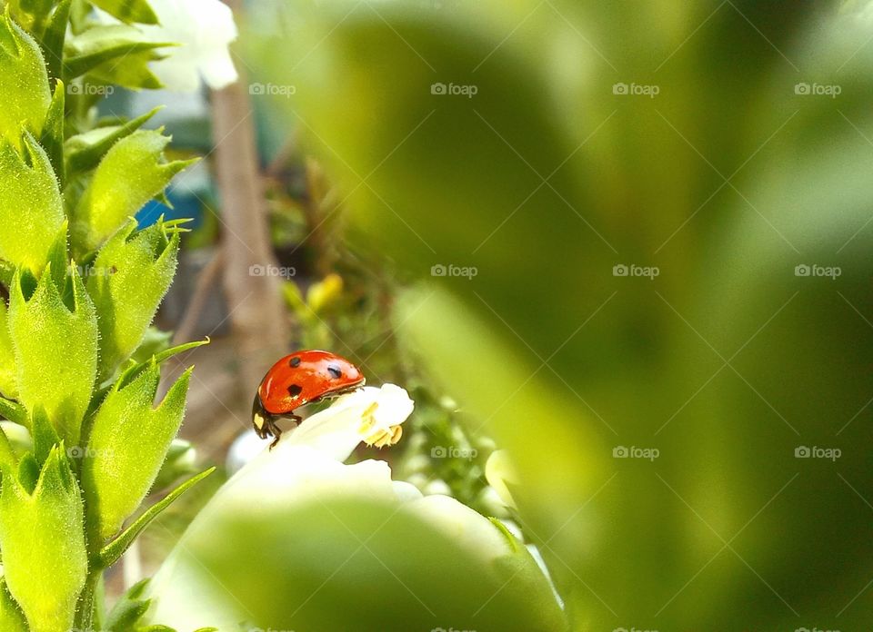 ladybug