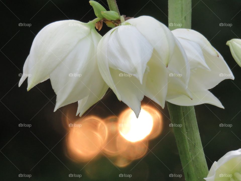 Common Yucca flower