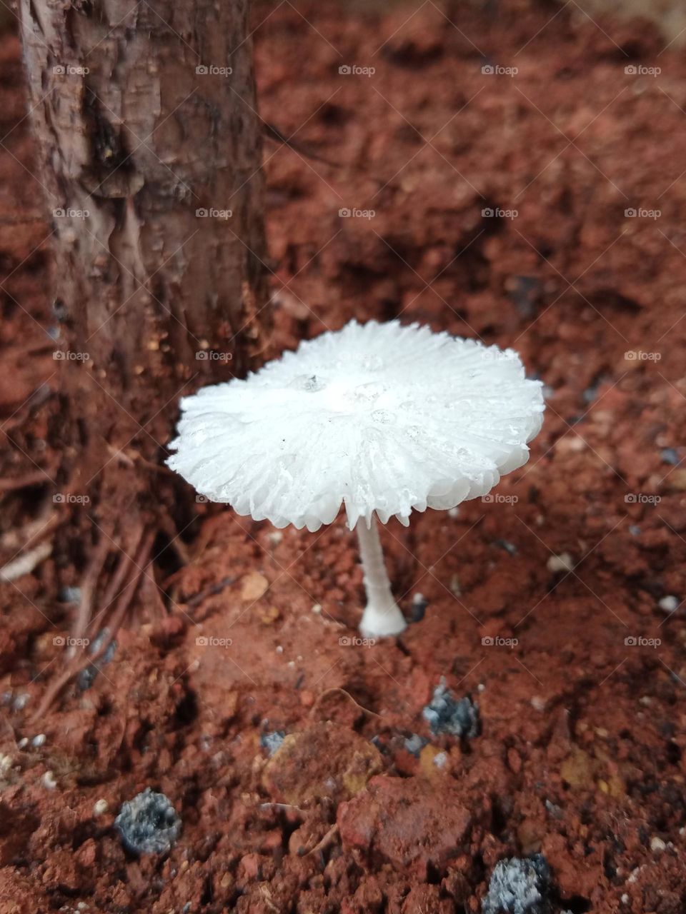 Mushroom