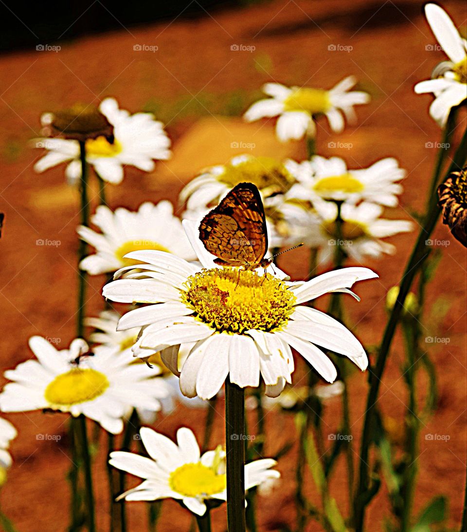 Butterfly on a daisy