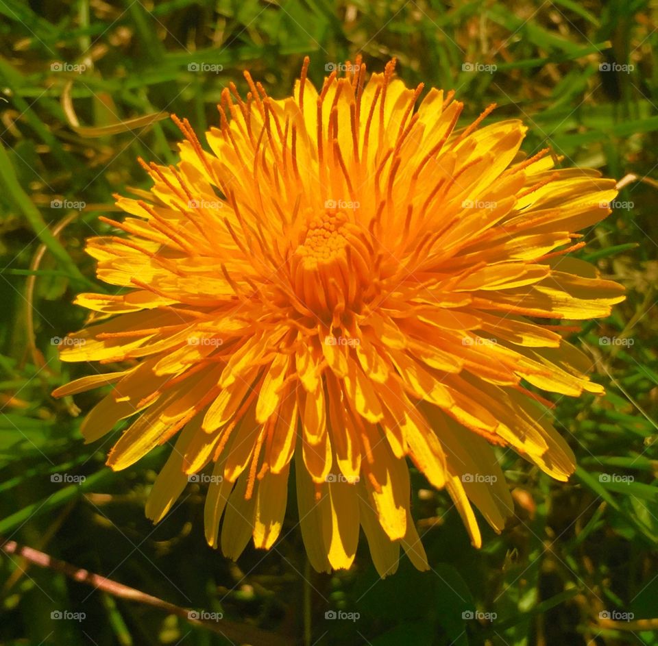 Flowers . Beautiful flower