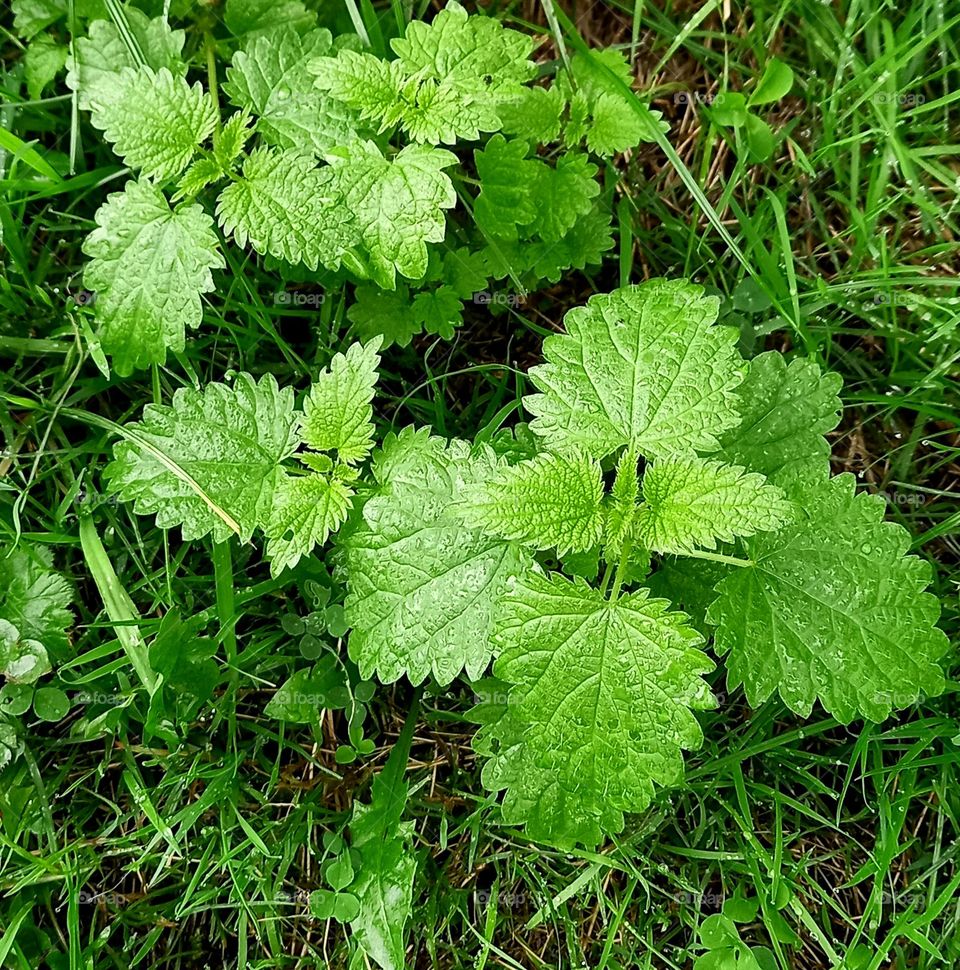 nettle