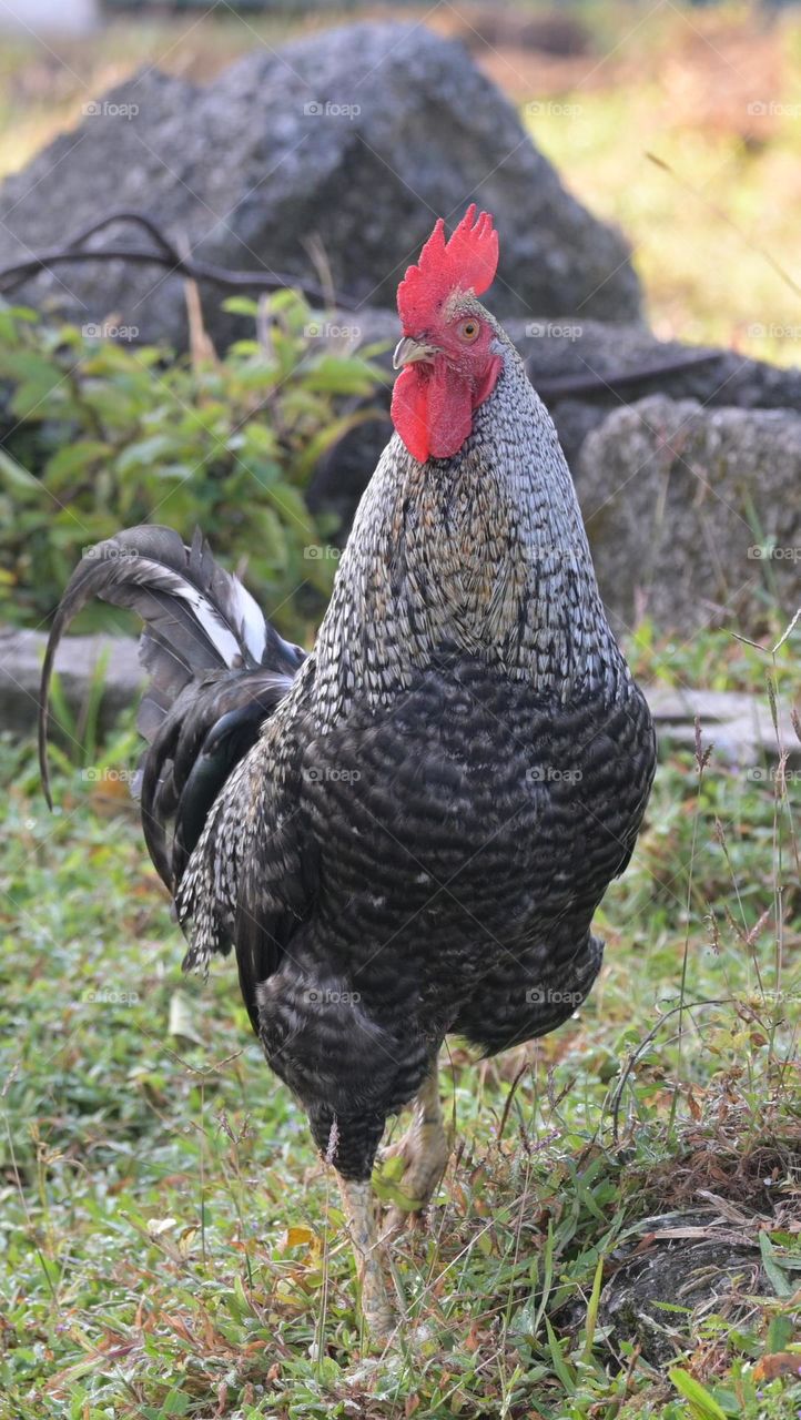 Hen