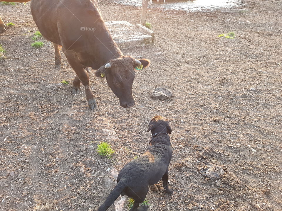 my dog plays with cows